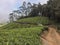 Tea plantations around Munnar