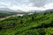 Tea plantations around Munnar, tea estate hills in Kerala