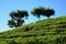 Tea plantations and the blue sky