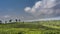 Tea Plantations on a blue sky and clouds background