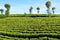 Tea plantations with the blue sky, Sri Lanka