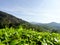 Tea plantations Brinchang Cameron Highlands Malaysia