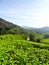 Tea plantations Brinchang Cameron Highlands Malaysia