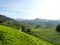 Tea plantations Brinchang Cameron Highlands Malaysia