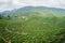 Tea Plantations Cameron Highlands