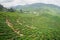 Tea Plantations Cameron Highlands