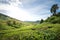 Tea plantations in Cameron Highlands, Malaysia