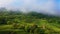 Tea Plantations at Cameron Highlands Malaysia. Sunrise in early morning with fog.