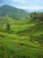 Tea plantations in Cameron Highlands, Malaysia,vertical