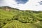 Tea plantations in the Cameron highlands, Pahang State, Malaysia. Southeast Asia