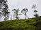 Tea plantations close to Haputale, Sri Lanka