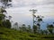 Tea plantations close to Haputale, Sri Lanka