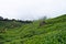 Tea Plantations with Cloudy Hills near Munnar, Kerala, India