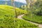 Tea plantations, Ella, Southern Highlands