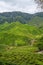 Tea plantations fields on Cameron Highland, Pahang, Malaysia. Green tea garden and house landscape. Mountain range and waterfall