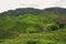 Tea plantations fields on Cameron Highland, Pahang, Malaysia. Green tea garden and house landscape. Mountain range and waterfall