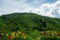 Tea plantations fields on Cameron Highland, Pahang, Malaysia. Landscape view green tea garden with beautiful flowers in mountain