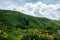 Tea plantations fields on Cameron Highland, Pahang, Malaysia. Landscape view green tea garden with beautiful flowers in mountain