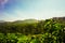 Tea plantations with green color and beautifull landscape as background