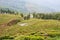 Tea Plantations at Happy Valley Tea Estate in Darjeeling, West Bengal, India.