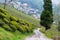 Tea Plantations at Happy Valley Tea Estate in Darjeeling, West Bengal, India.