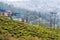 Tea Plantations at Happy Valley Tea Estate in Darjeeling, West Bengal, India.