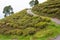 Tea Plantations at Happy Valley Tea Estate in Darjeeling, West Bengal, India.