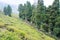 Tea Plantations at Happy Valley Tea Estate in Darjeeling, West Bengal, India.
