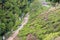 Tea Plantations at Happy Valley Tea Estate in Darjeeling, West Bengal, India.