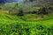 tea plantations high in the mountains