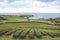 Tea plantations on the hill above the Atlantic ocean in Porto Formoso, Sao Miguel Island, Azores, Portugal. Rows of tea