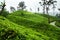 Tea plantations, Hill Country, Sri Lanka