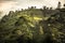 Tea plantations hill fields trees vibrant sunset landscape in Asian Sri Lanka Nuwara Eliya surroundings