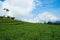 The tea plantations on the hilltop are often shrouded in clouds and fog.