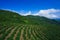 The tea plantations on the hilltop are often shrouded in clouds and fog.