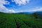 The tea plantations on the hilltop are often shrouded in clouds and fog.