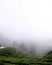 Tea plantations in idukki, kerala, munnar, tourist bus on the side of foggy hill
