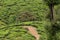 Tea plantations in India