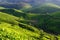 Tea plantations in India