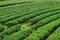 Tea plantations, interesting wave patterns of green plants Tea plantations in Thailand Nature agriculture organic farming