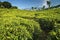 Tea plantations at Java, Indonesia