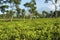 Tea plantations at Java, Indonesia