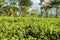 Tea plantations at Java, Indonesia