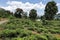 Tea plantations at Kandy in Sri Lanka