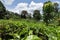 Tea plantations at Kandy in Sri Lanka