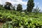 Tea plantations at Kandy in Sri Lanka