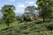 Tea plantations at Kandy in Sri Lanka