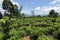 Tea plantations at Kandy in Sri Lanka