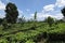 Tea plantations at Kandy in Sri Lanka