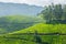 Tea plantations, Kerala